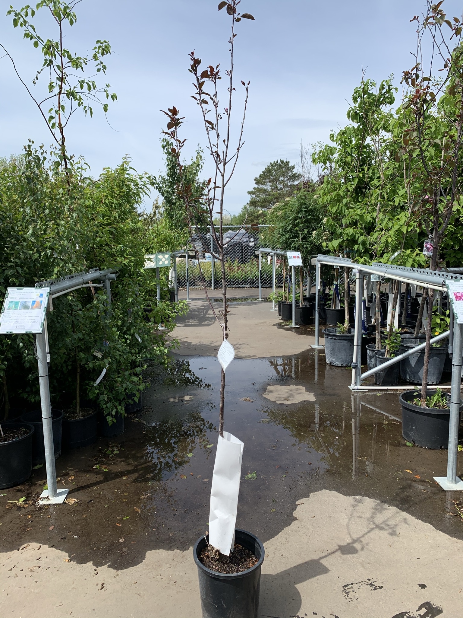 Crabapple Courageous