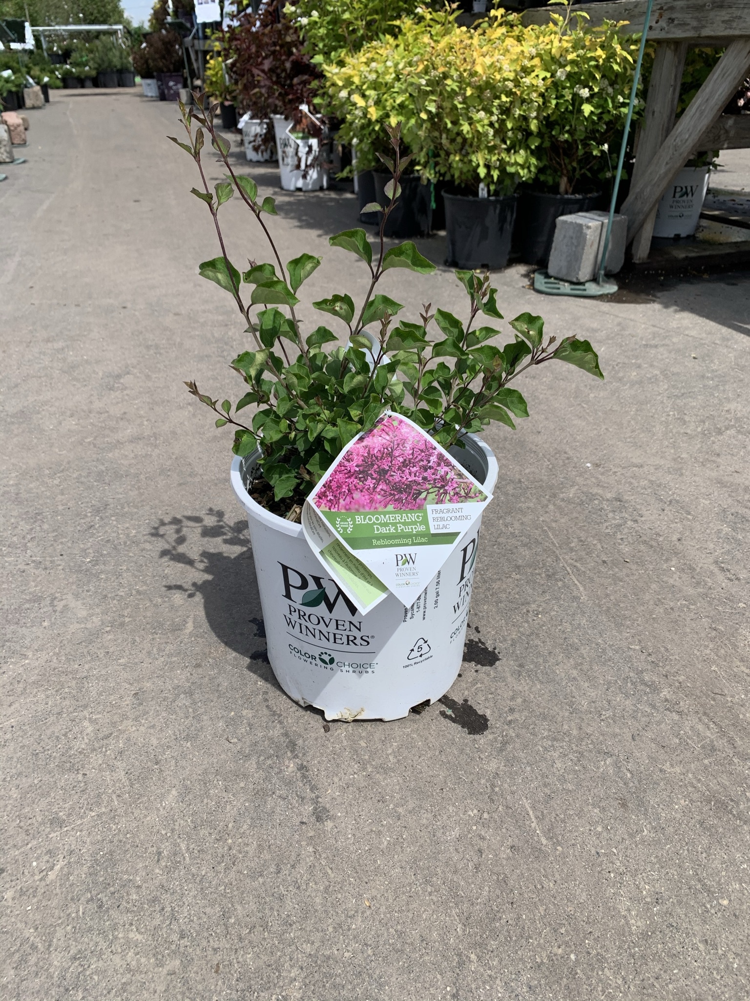 Lilac Bloomerang Dark Purple