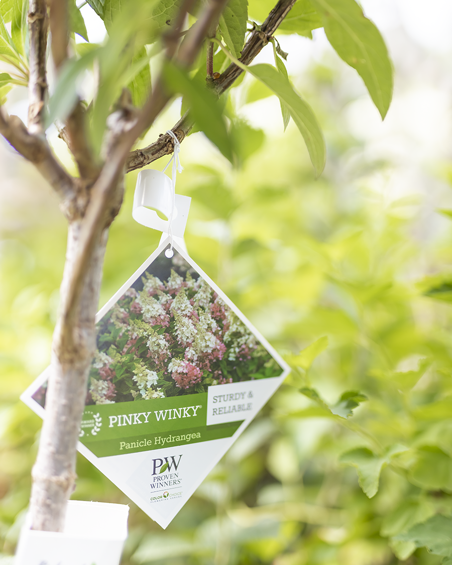 Hydrangea Pinky Winky TG 5gal