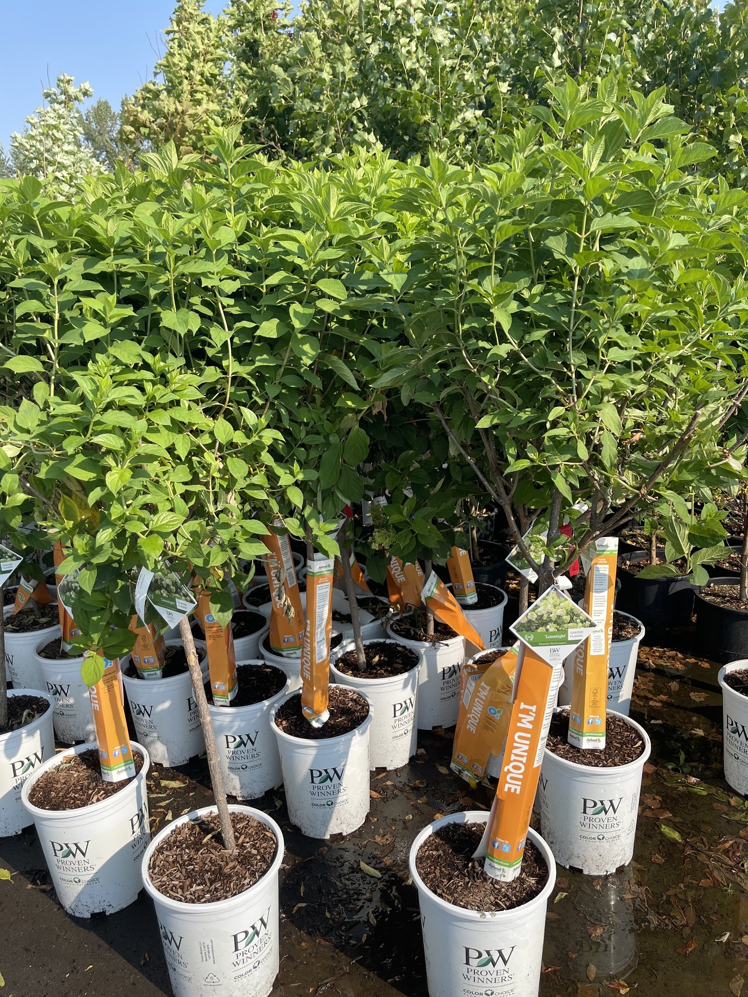 Hydrangea Limelight TG 5gal