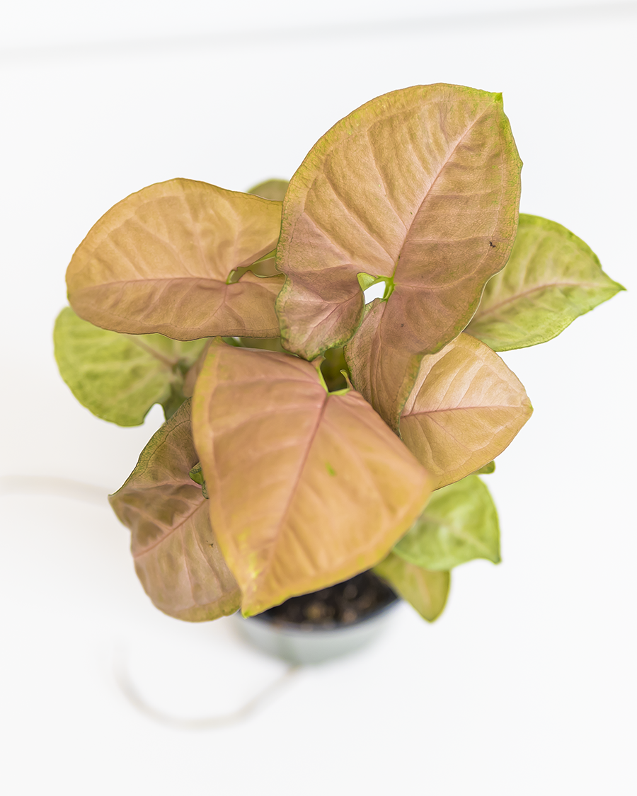 Nephthytis Pink 4"