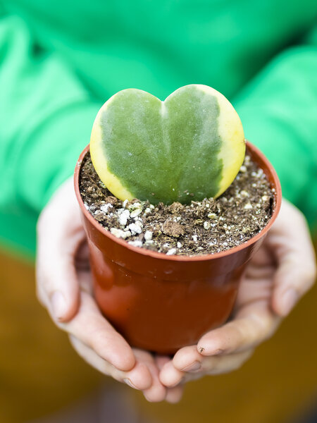 Hoya Sweetheart Variegated 4"