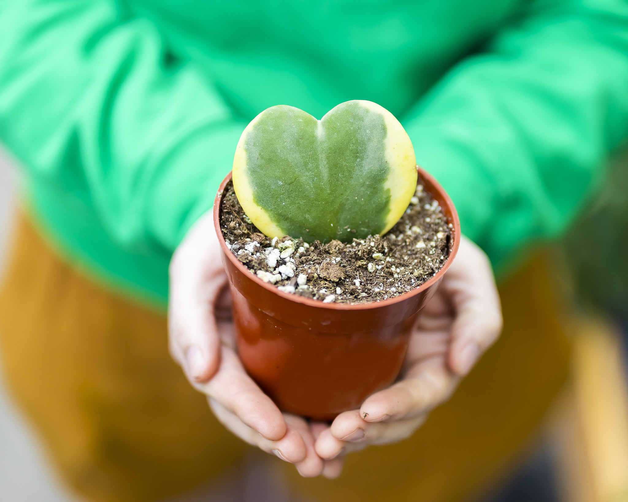 Hoya Sweetheart Variegated 4"