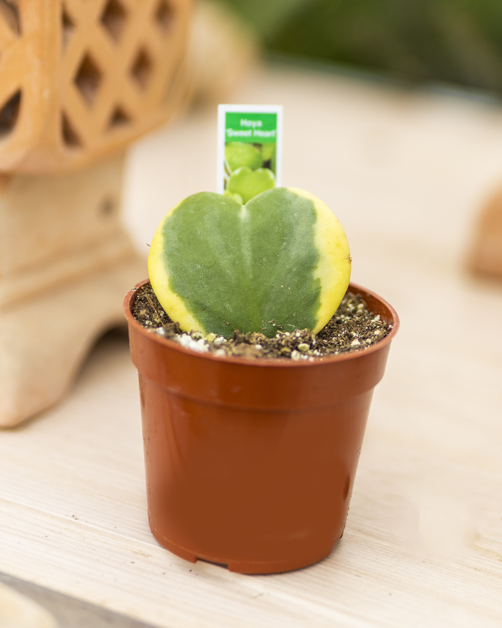 Hoya Sweetheart Variegated 4"