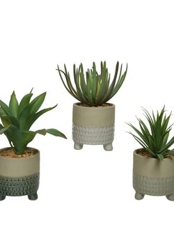 Succulent In Plastic Pot Assorted 8"