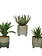 Succulent In Plastic Pot Assorted 8"