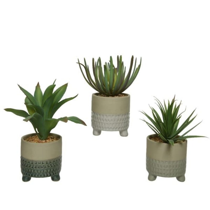 Succulent In Plastic Pot Assorted 8"