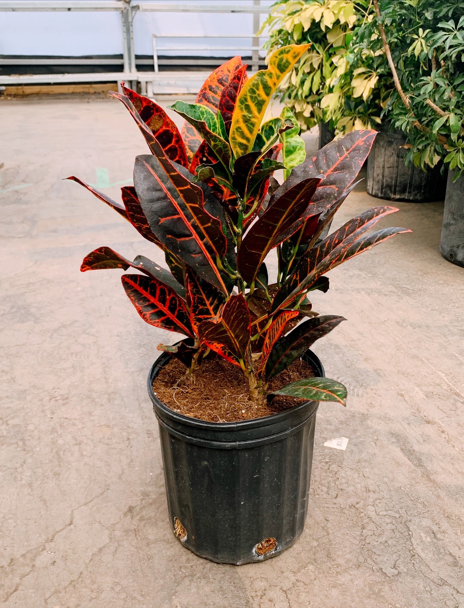 Croton Petra