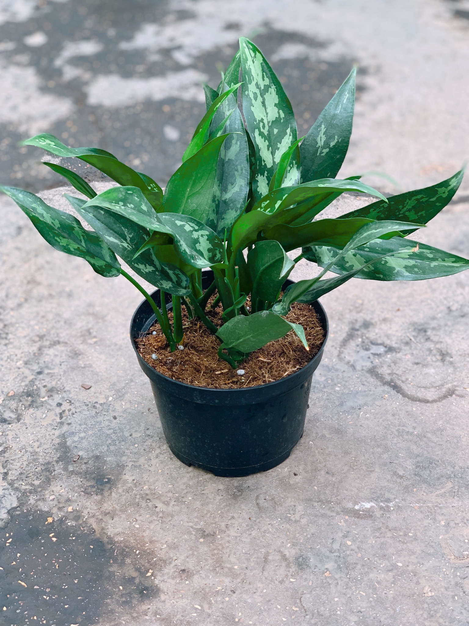 Chinese Evergreen Maria Emerald Beauty