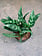 Chinese Evergreen Maria Emerald Beauty