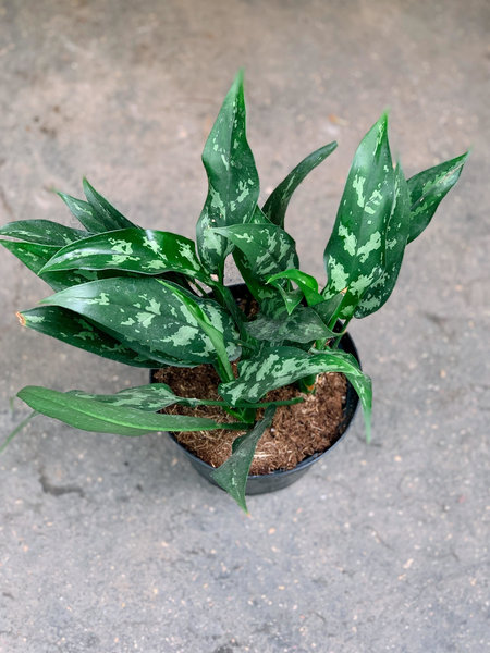 Chinese Evergreen Maria Emerald Beauty