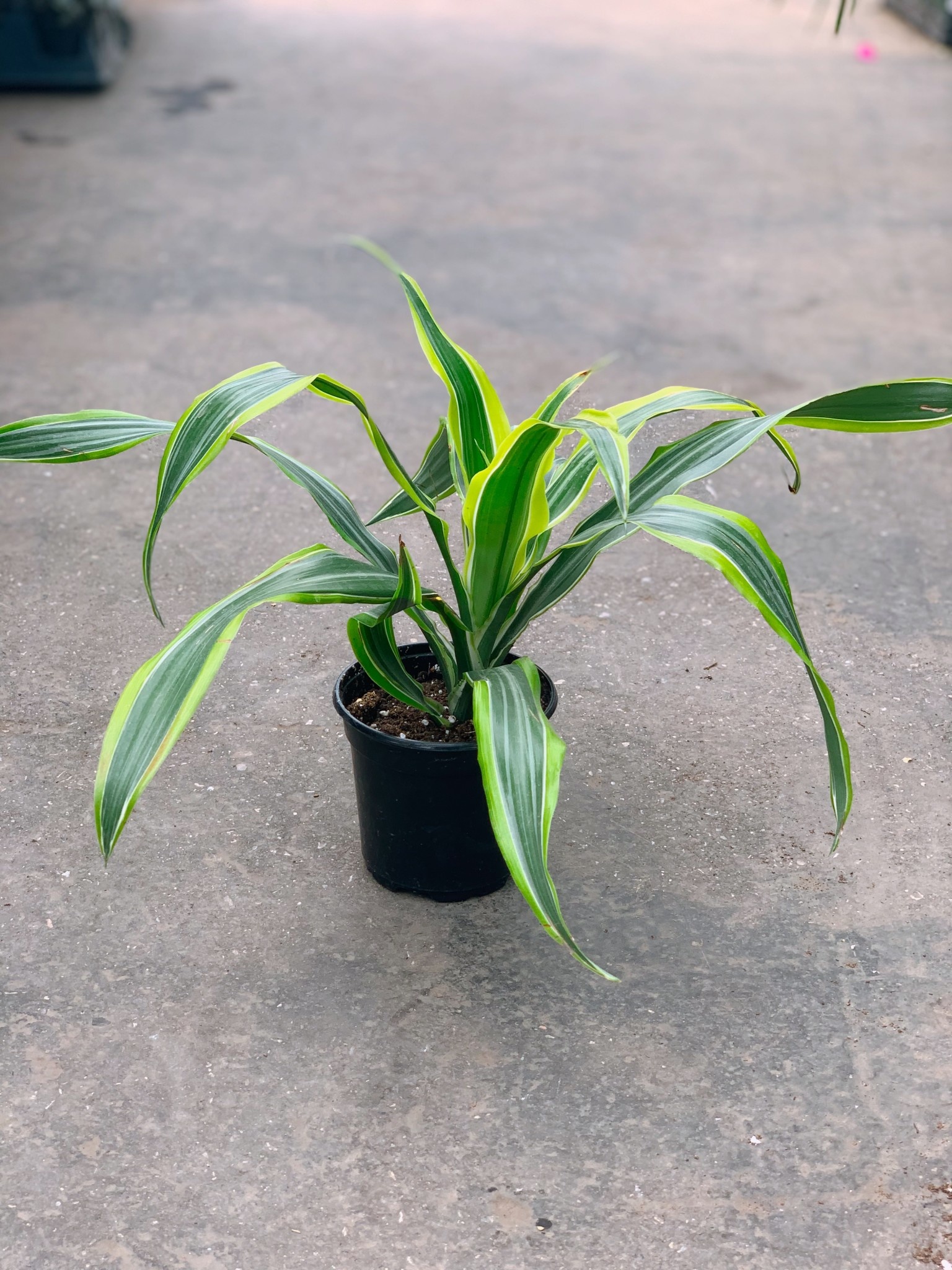 Dracaena Warneckeii Lemon Lime