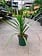 Dutch Growers Dracaena Dragon Tree