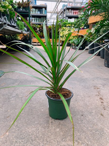 Dracaena Dragon Tree