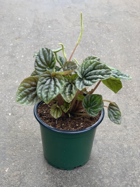 Peperomia Ripple 4"
