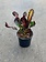 Croton Mammy