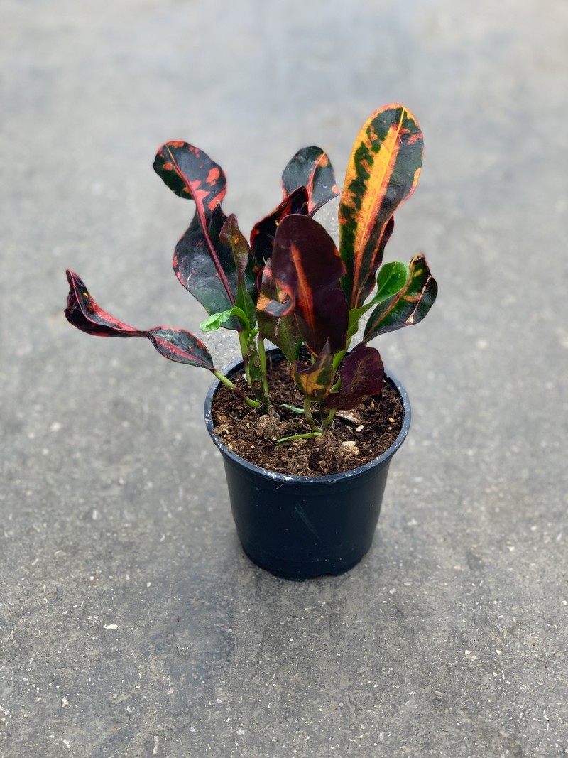 Croton Mammy