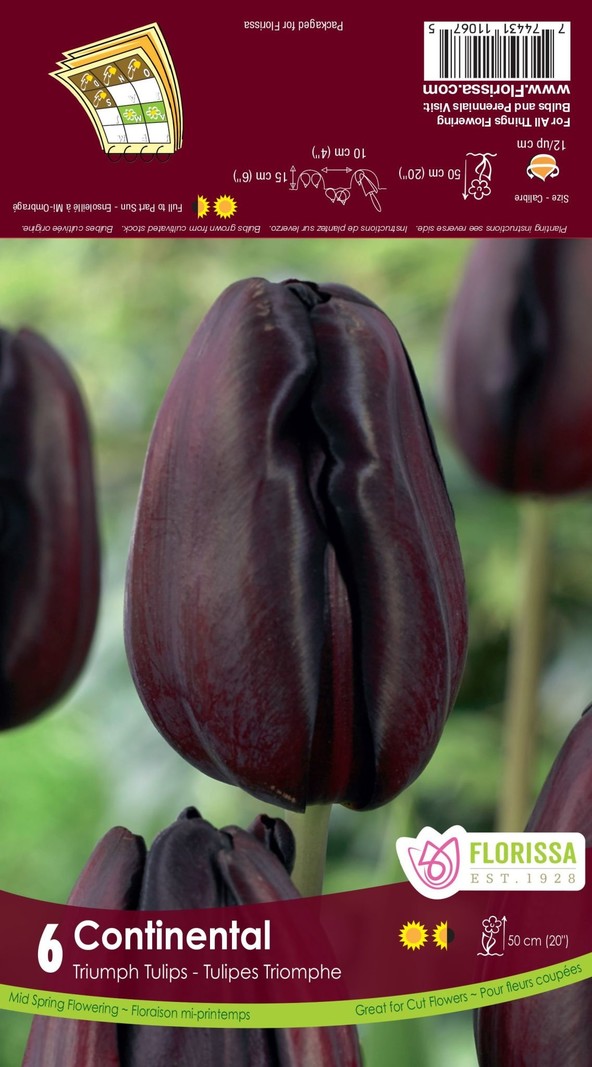 Florissa Tulip Continental