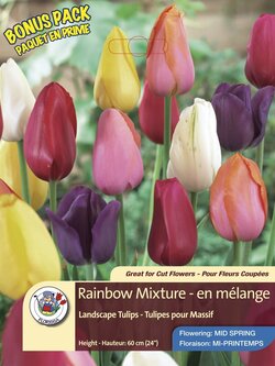 Florissa Tulip Rainbow Mix