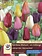 Florissa Tulip Rainbow Mix