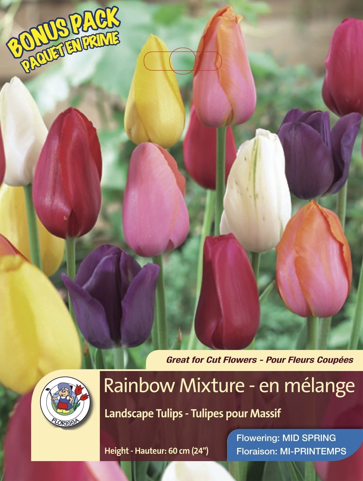 Florissa Tulip Rainbow Mix