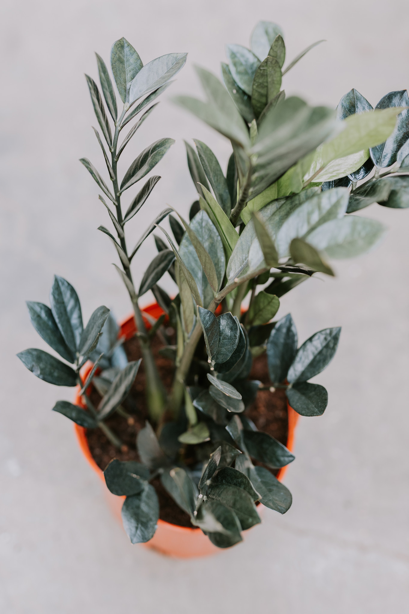 Black Raven ZZ Plant