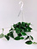 Pothos Satin Hanging Basket