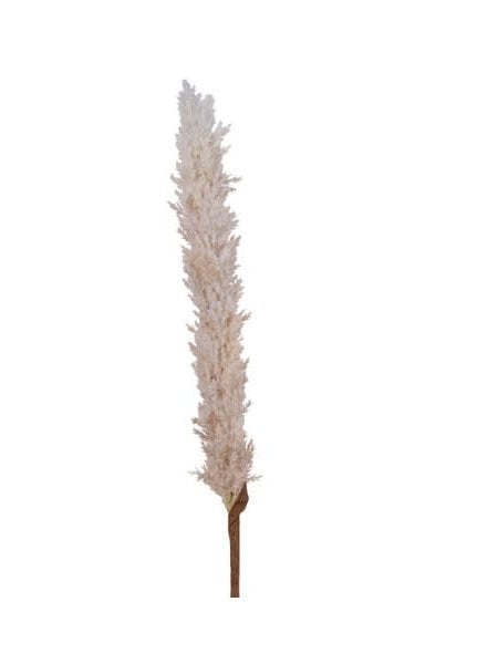 Pampas Grass On Stem Cream