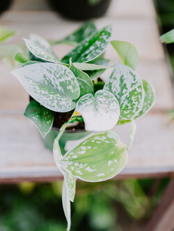 Pothos Silver Satin