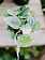 Pothos Silver Satin