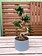 Ficus Bonsai S Shape In Ceramic 8"