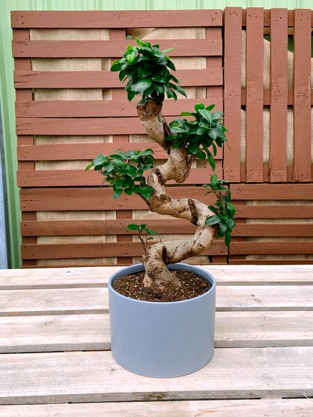 Ficus Bonsai S Shape In Ceramic 8"