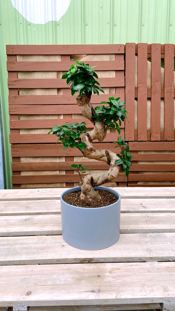 Ficus Bonsai S Shape In Ceramic 8"