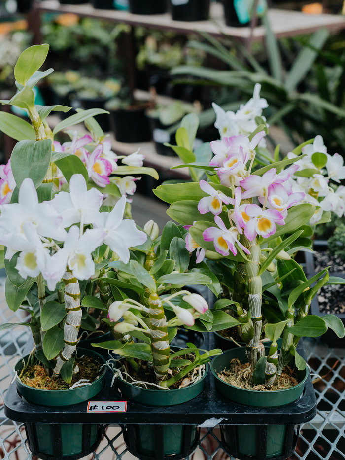 Dutch Growers Plants & Pots, Plantcare, Fashion, Home & Lifestyle