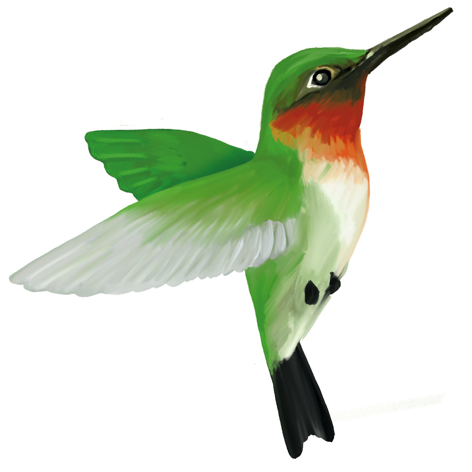 Watercolor Floral Garden Screen Savers