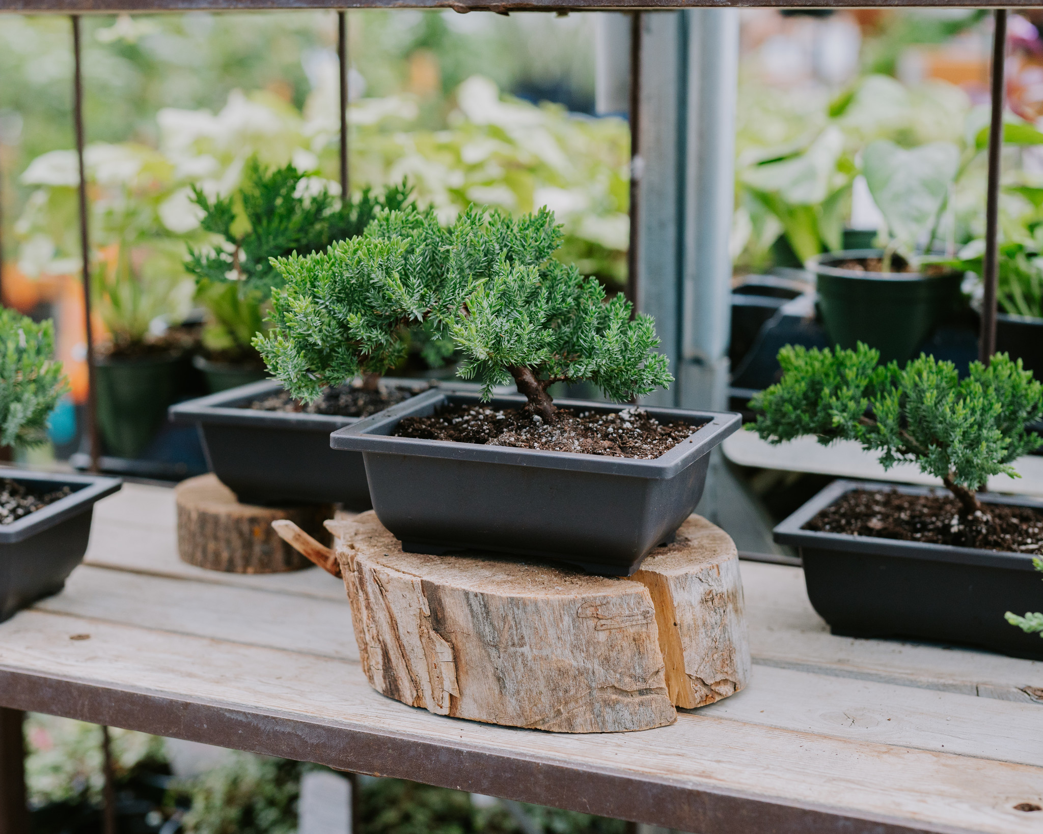 Japanese Juniper In Bonsai Pot 6"