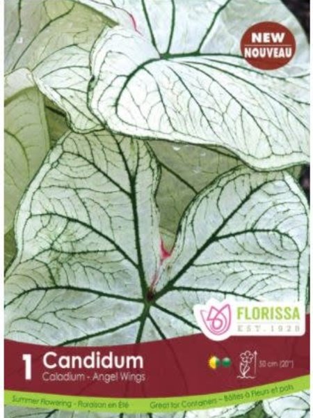 Florissa Caladium Candidum
