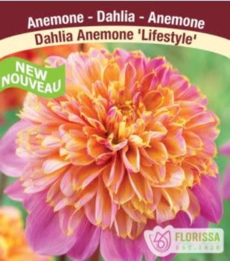 Florissa Dahlia Anemone Life Style