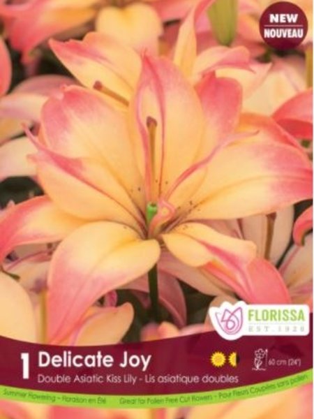 Florissa Lily Kiss Delicate Joy Package