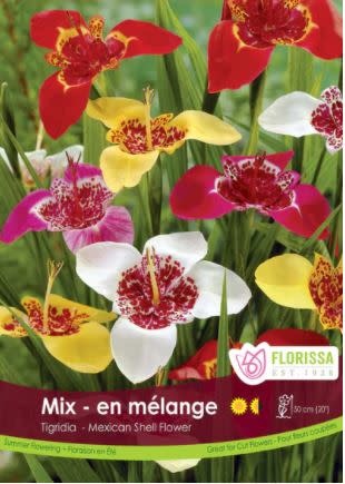 Florissa Tigridia Ferraria Mixed