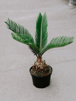 Sago Palm