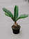 Sago Palm