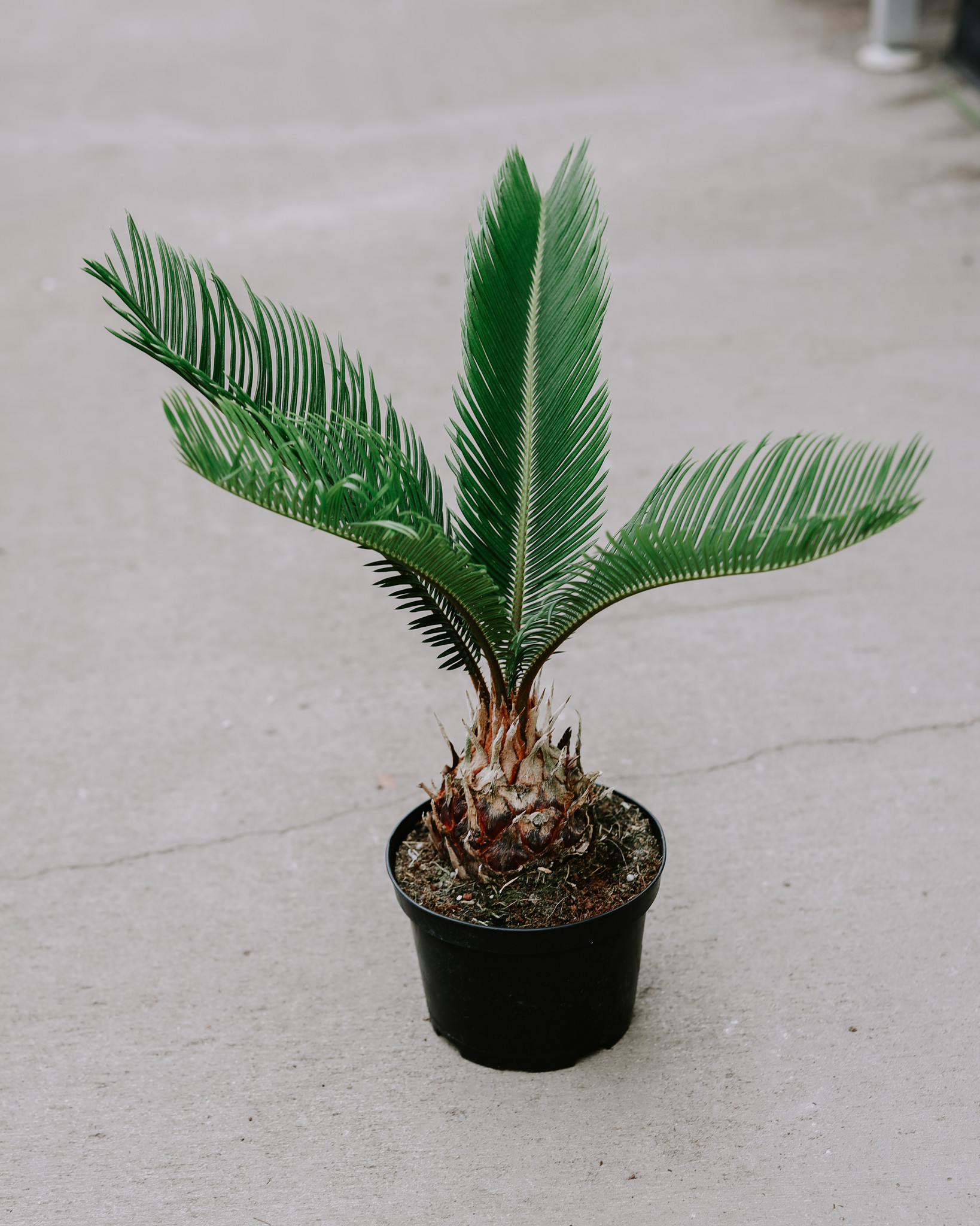 Sago Palm