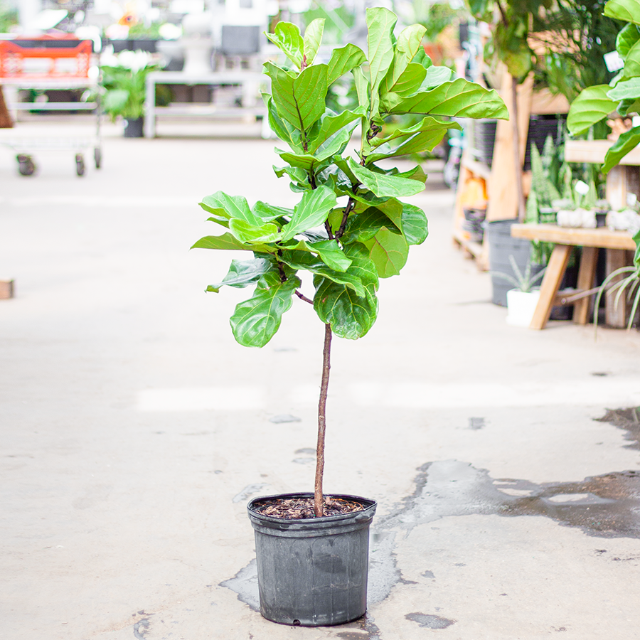 Dutch Growers Ficus Fiddle Leaf Standard