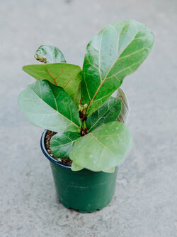 Ficus Fiddle Leaf Fig 4"