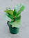Ficus Fiddle Leaf Fig 4"