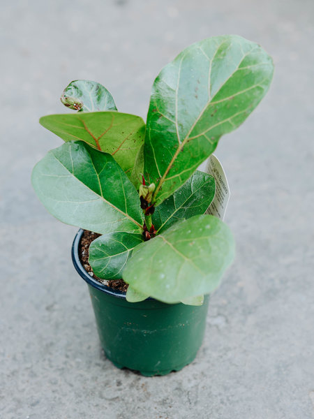 Ficus Fiddle Leaf Fig 4"