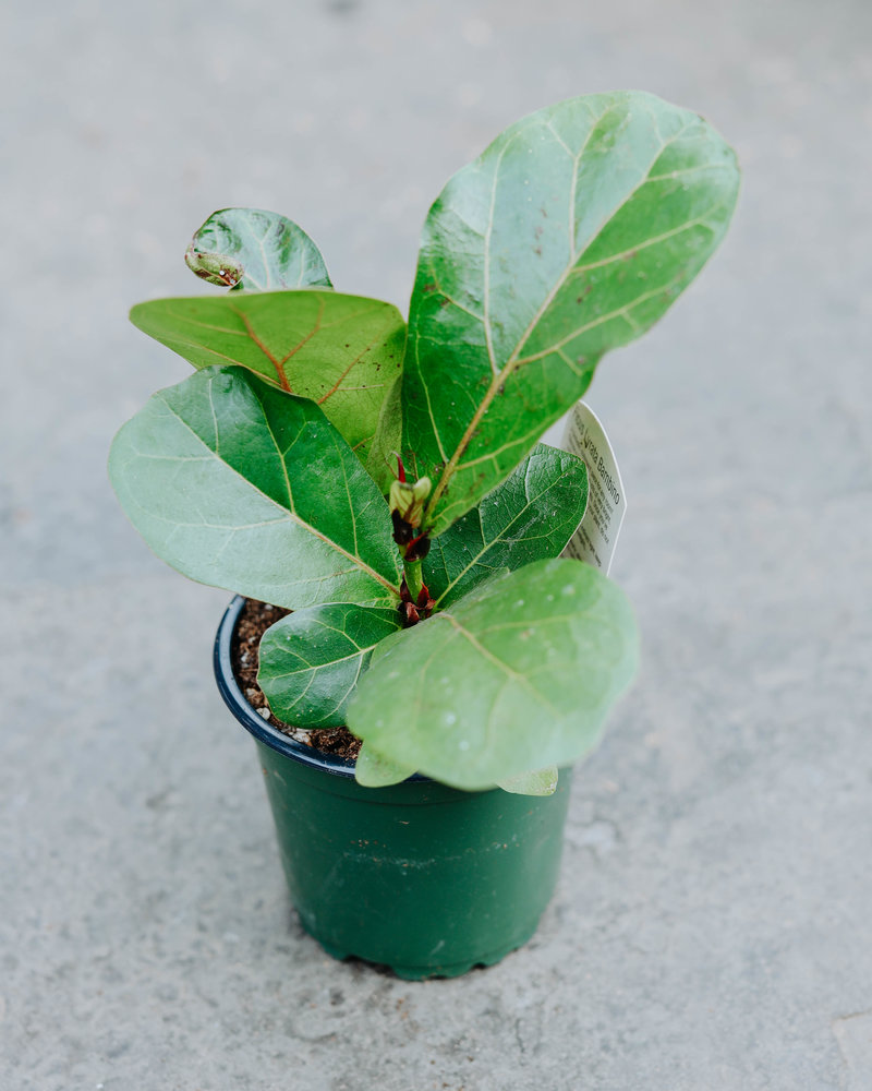 Ficus Fiddle Leaf Fig 4"