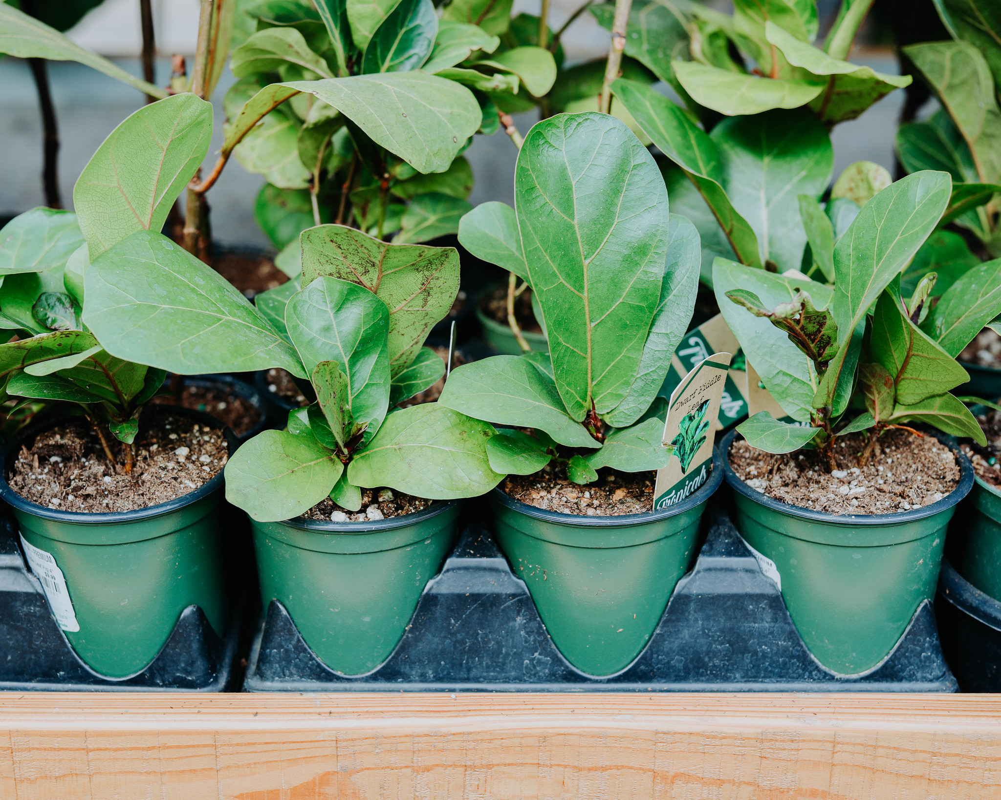 Ficus Fiddle Leaf Fig 4"