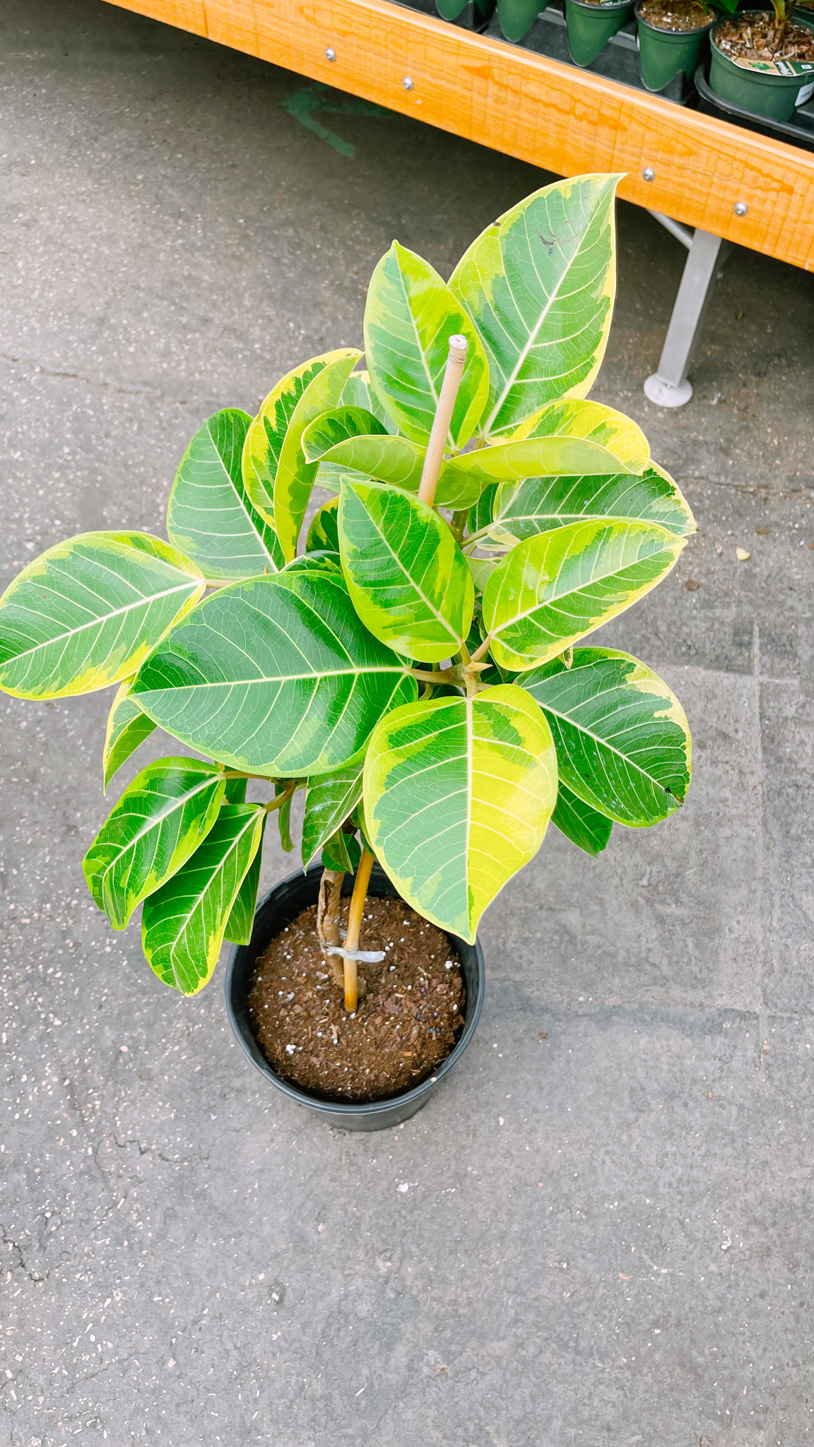 Ficus Yellow Gem Standard 10"